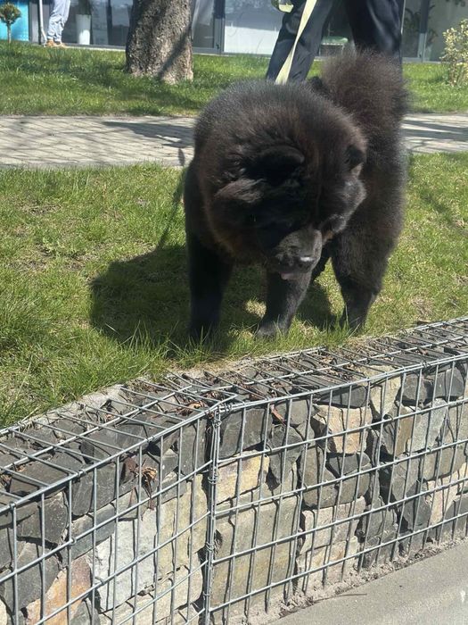 Кобель для вʼязки чау чау.