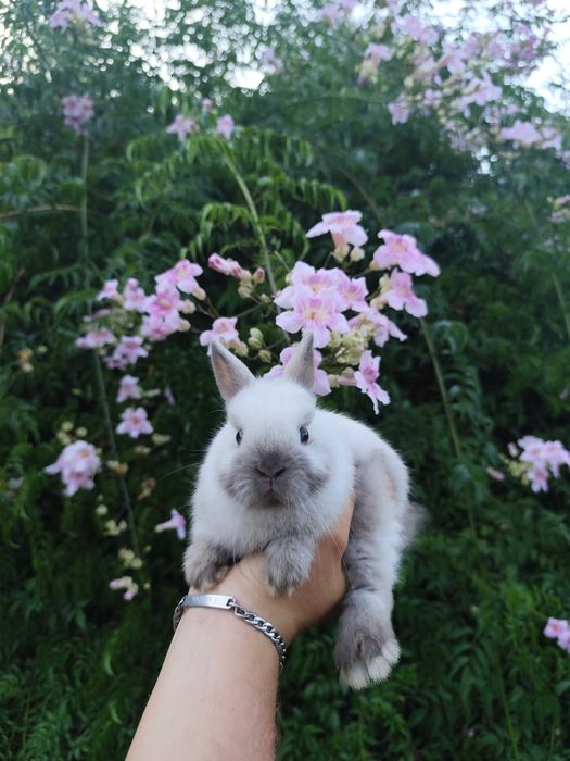 Coelhos anões bebés super meigos!