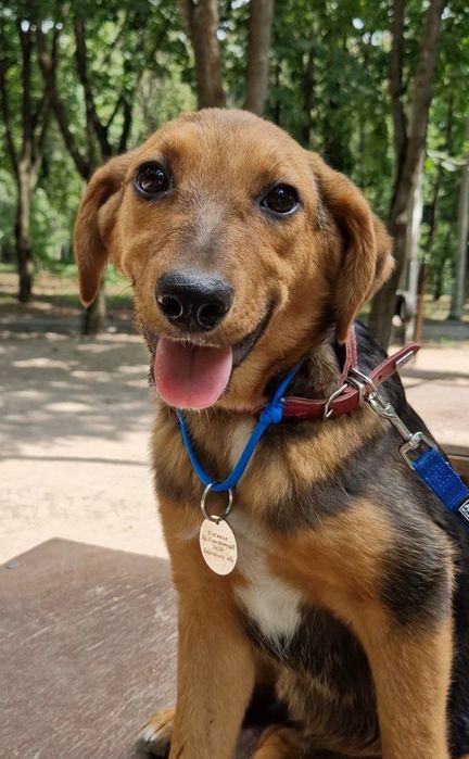 Цуценя в гарні руки