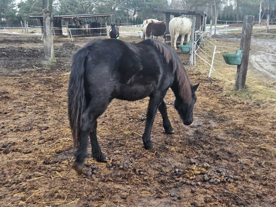 Koń, , 2-letnia Klacz obsługiwana przez dzieci