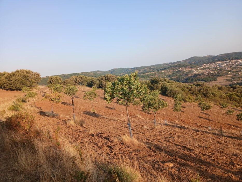Projeto agrícola de castanheiros