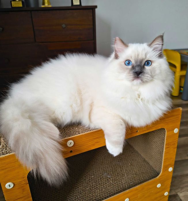 Uroczy kocurek Ragdoll szuka kochającego domu