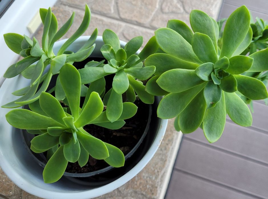 Sedum palmeri .Roslina na słoneczny taras