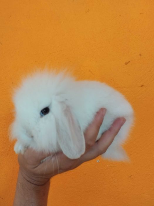 Coelhinho anao ..