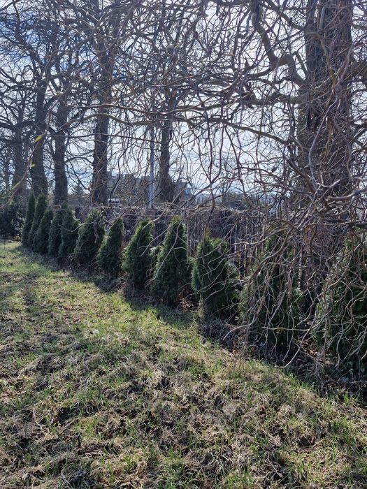 Sprzedam kilkuletnie  tuje