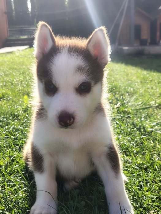 Szczeniak Syberian Husky