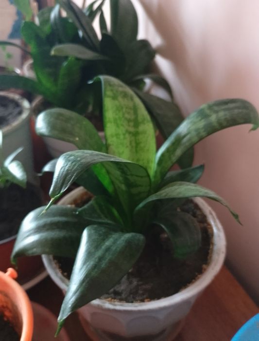 Продам вазони Сансевєрія