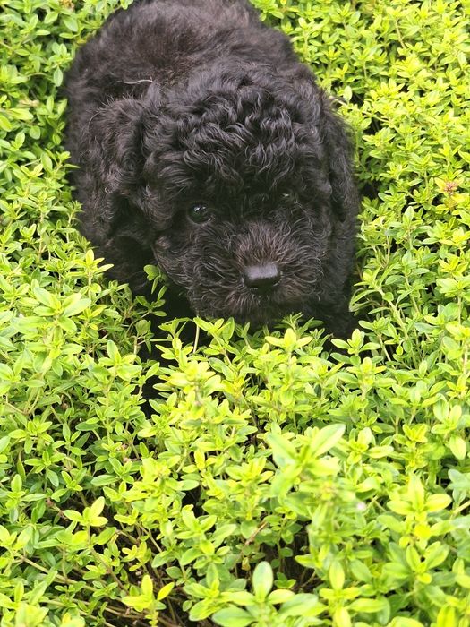Piesek maltipoo z metryką