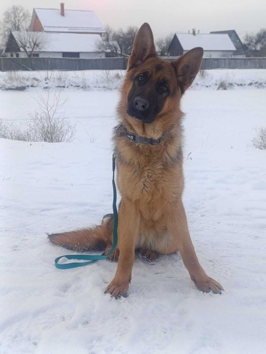 Підрощена сука німецької вівчарки