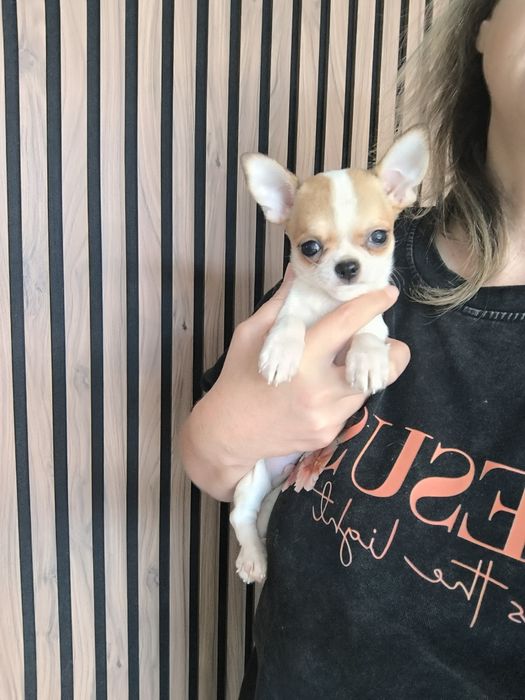 Chihuahua. Menino Mini branco e castanho.Cabeça de Maçã.Perfeito!
