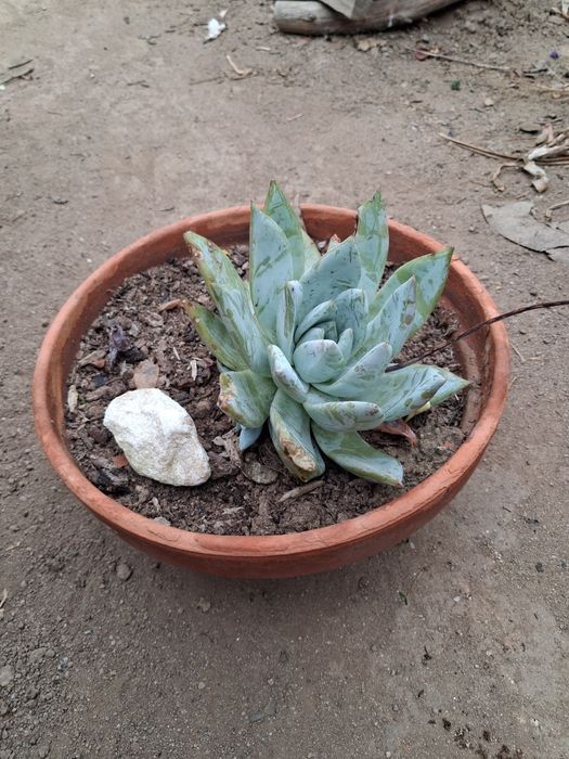 Rosa de Pedra (Echeveria peacockii)