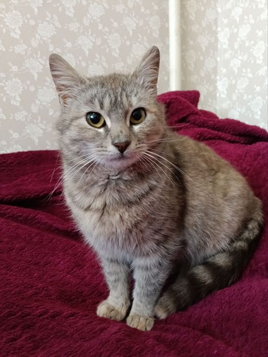 Красивый котенок бесплатно