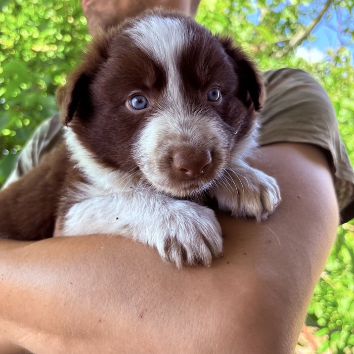 Border Collie piesek