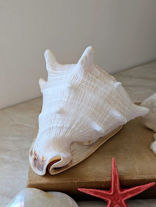 Duża muszla Cassis cornuta