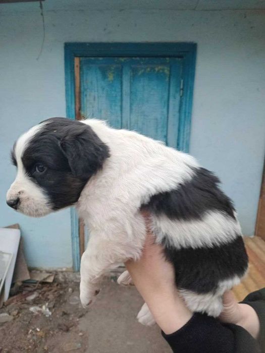 цуценята віддам в добрі руки