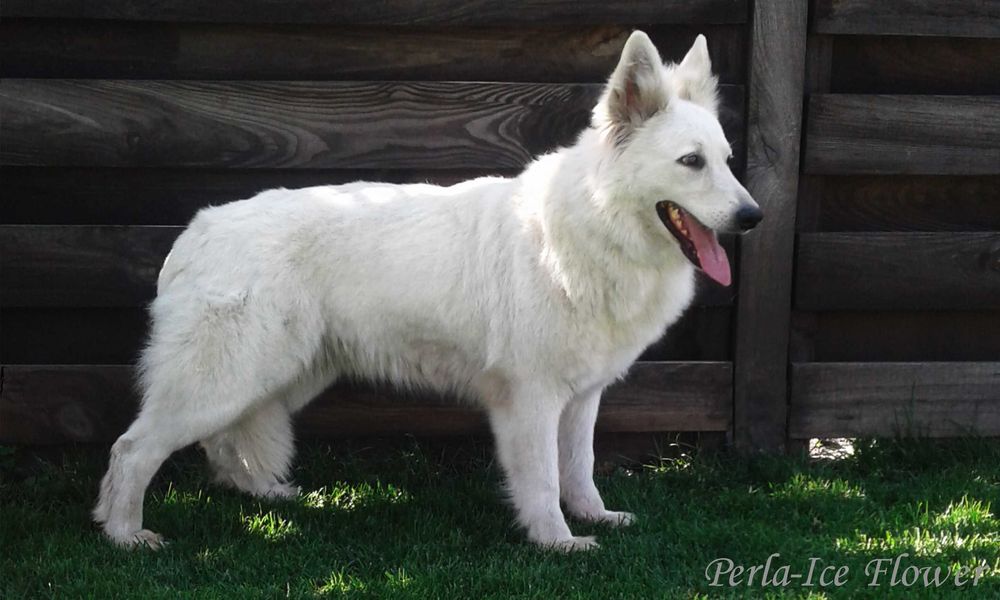 Шикарні цуценята БШВ Біла швейцарська вівчарка БШО документи КСУ/FCI