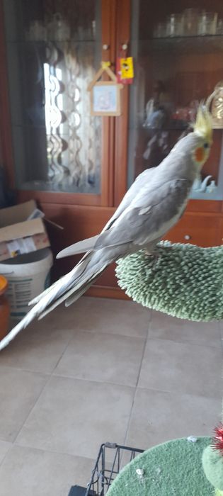 Caturra criada a mao