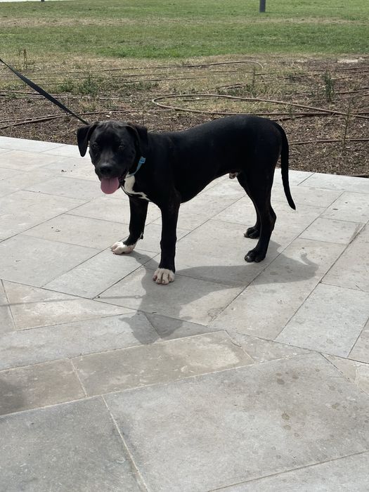 American Bully XL