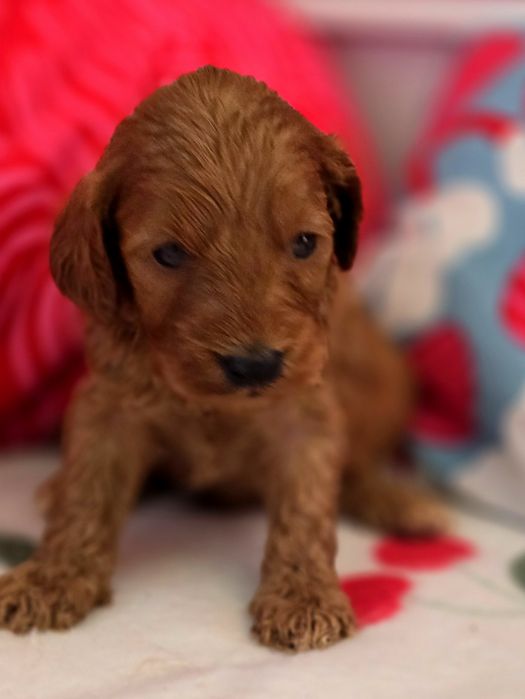 Piesek cockapoo!
