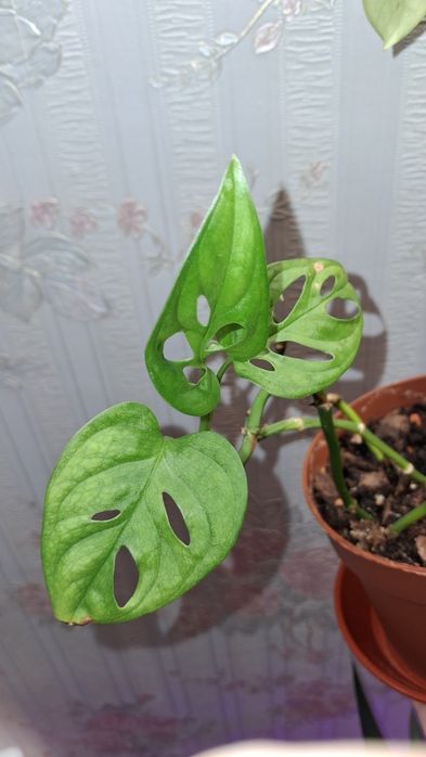 Монстера адансоні та епіпремнум ауреум