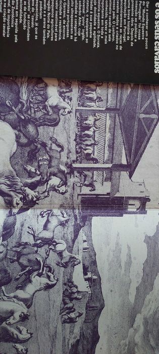 Portugal e os seus cavalos