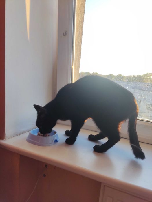 Молоденький котик красунчик шукає дім