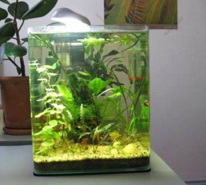 Візьму у дарунок Акваріум для рибок