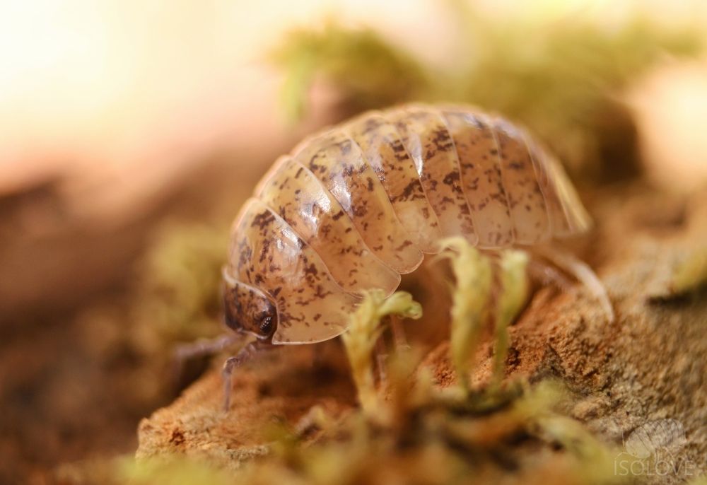 Armadillidium badium "calico" (Sycylia), równonogi, isopoda, prosionki
