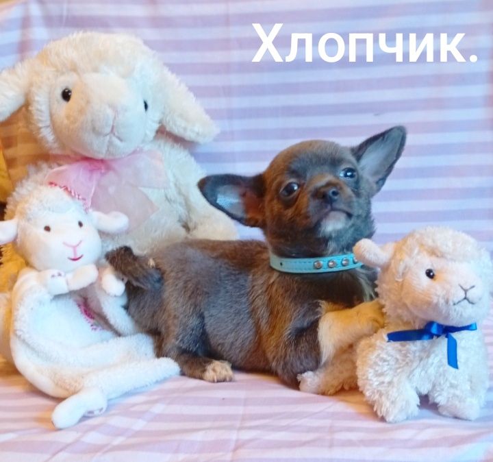 Голубий хлопчик.