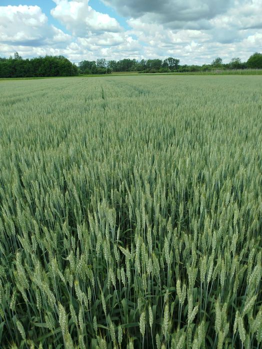 Pszenica Przewódkowa jara czyszczona