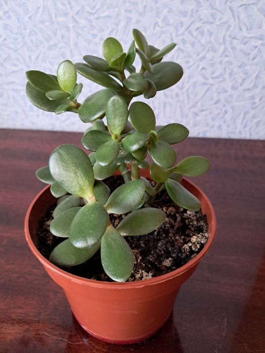 Товстянка кімнатна рослина