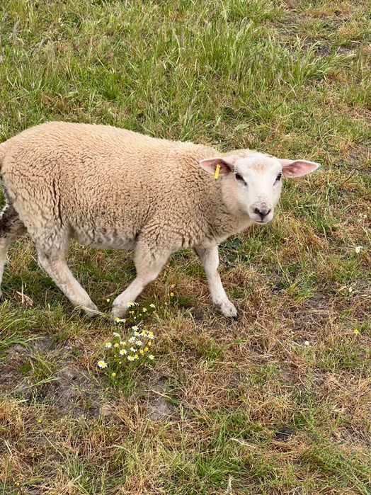 Macho Texel 4 meses de idade