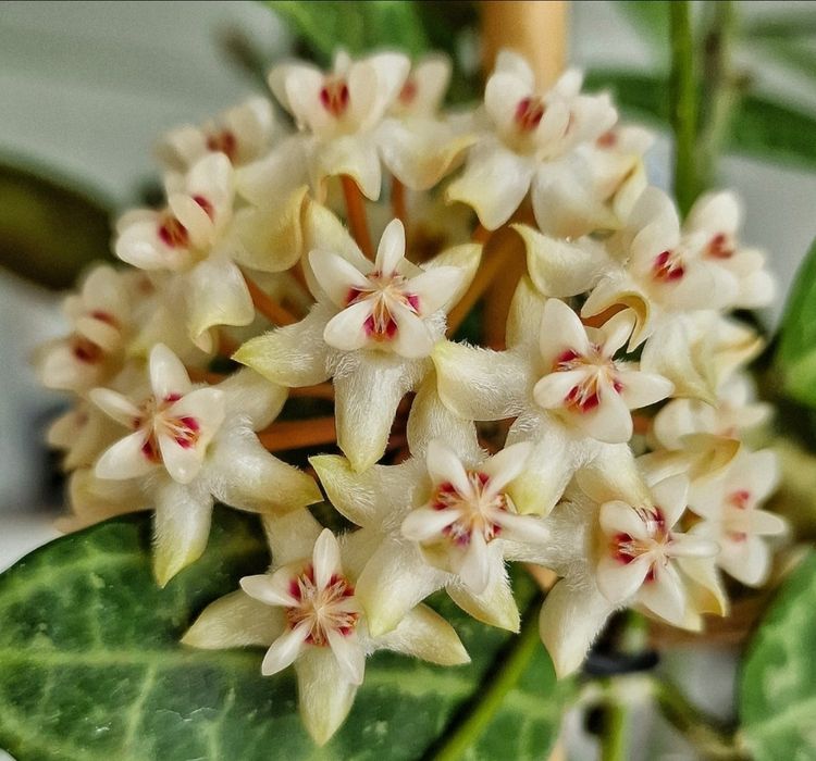 Продам Hoya Elliptica splash