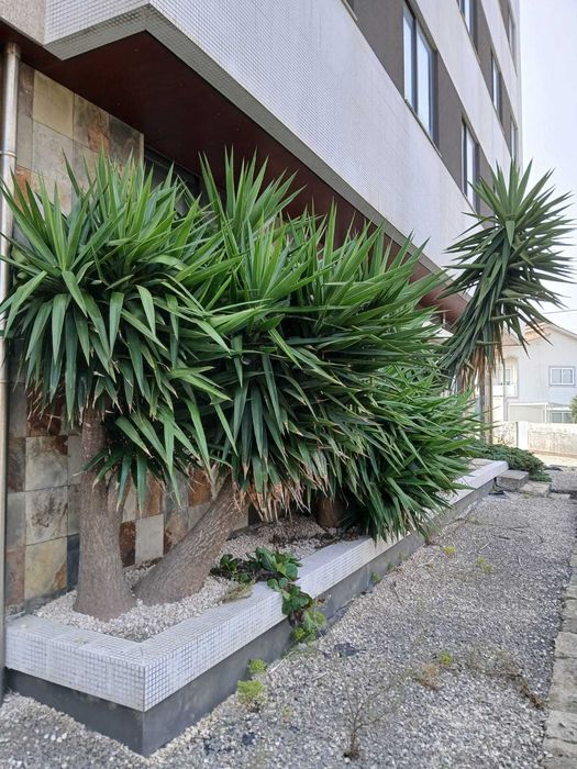 Serviços de Jardinagem (Manutenção e Construção de Jardins)