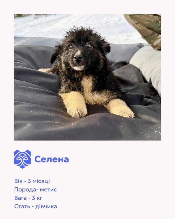 Цуценята-метиси шукають домівки.