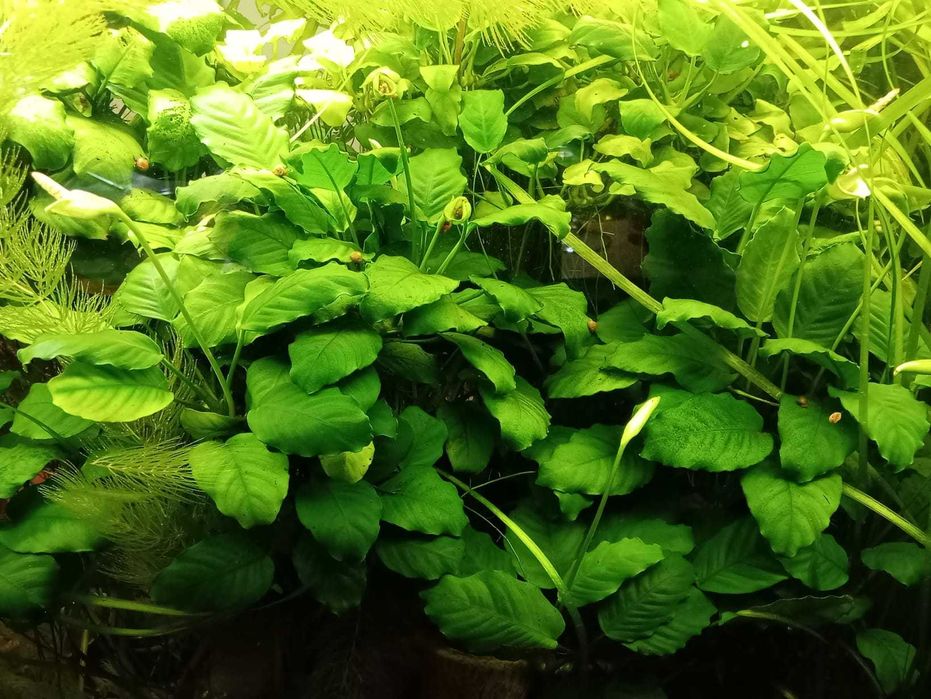 Anubias - roślinka akwariowa