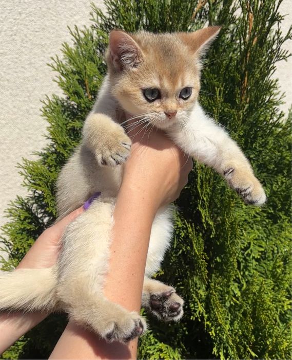 Гарнесенький хлопчик 2,5 міс. Золота шиншила