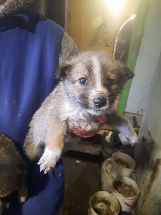 Віддам в добрі руки