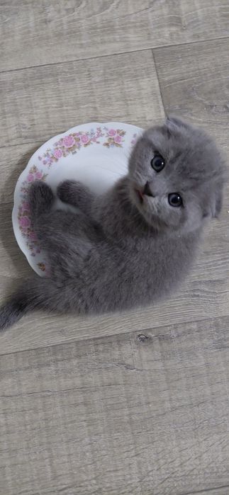 Шотландские котята