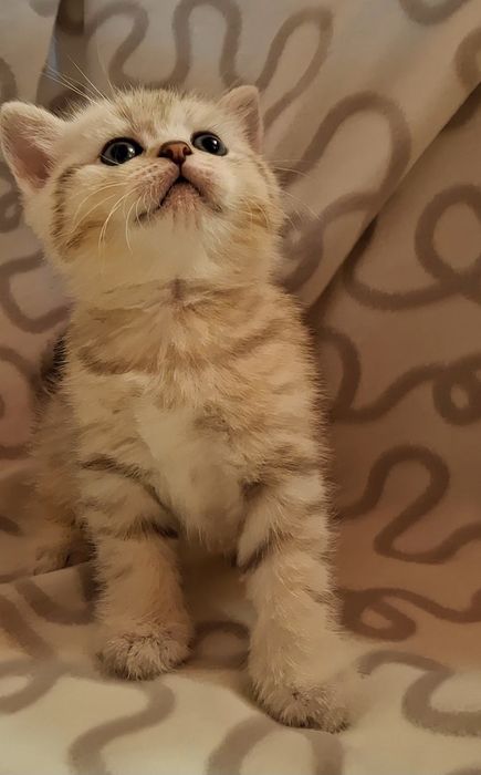 Жизнерадостные котята из Одессы
