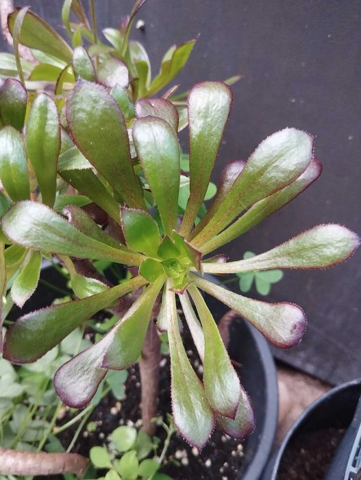 Suculenta Aeonium arboreum 'Atropurpureum'