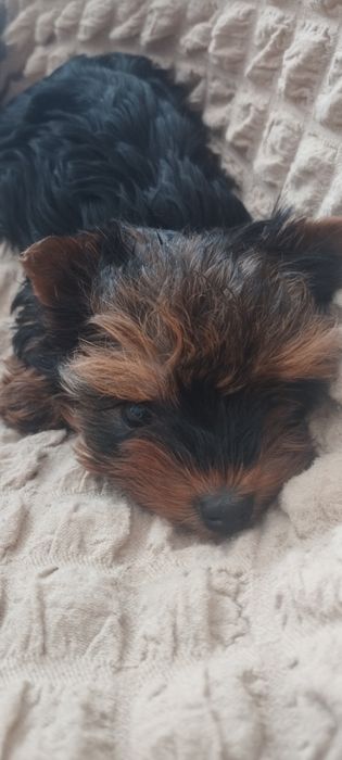 Йоркширский терьер