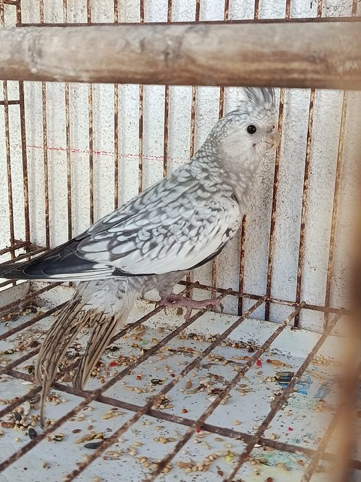 Agroponis 4 azuis 2 caturra bebés e 1 já a comer sozinha