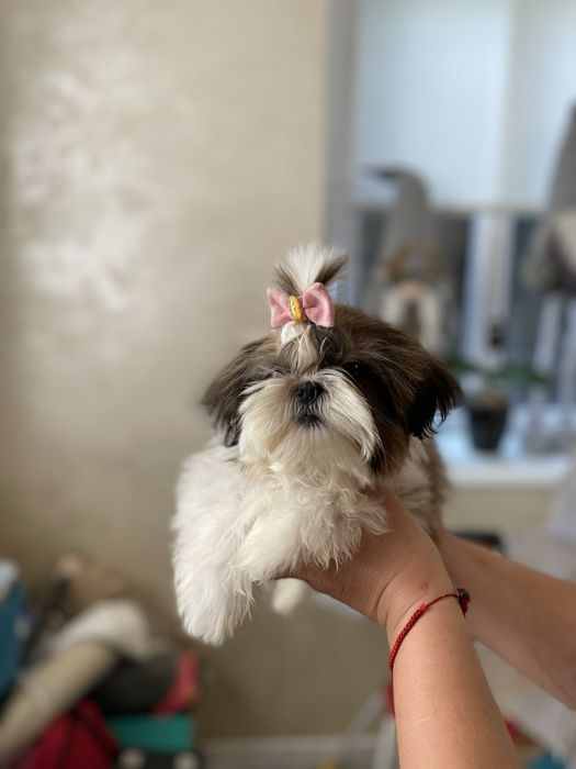 Мила  дівчинка ши тцу