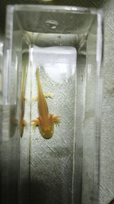 Promoção Axelotes Gold Albinos e Albino.