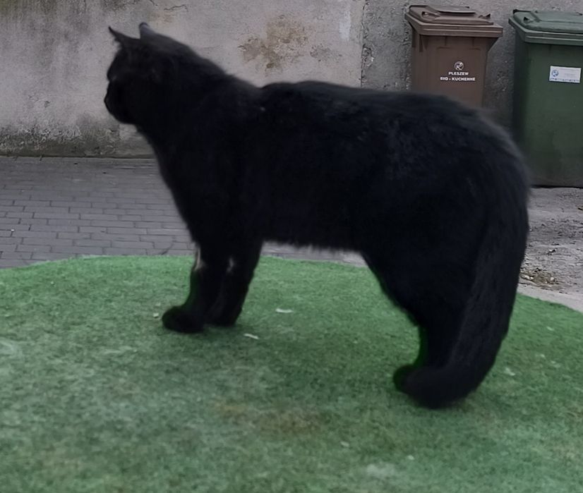 Ten kocurek potrzebuje domku