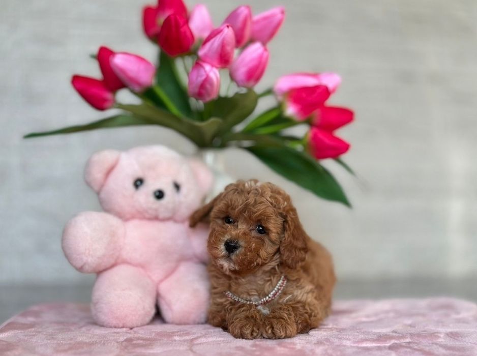 Мальтіпу : *Mini Love* – карамельний пухнастик