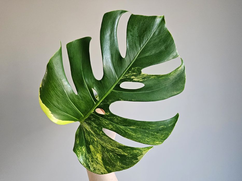 Monstera Aurea Variegata Marmorata duża pędówka