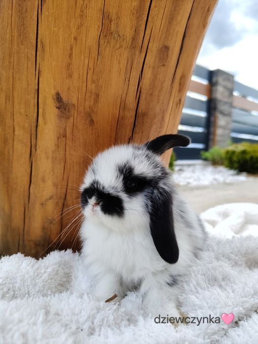 Mini Lop z metryka królik miniaturka domowy