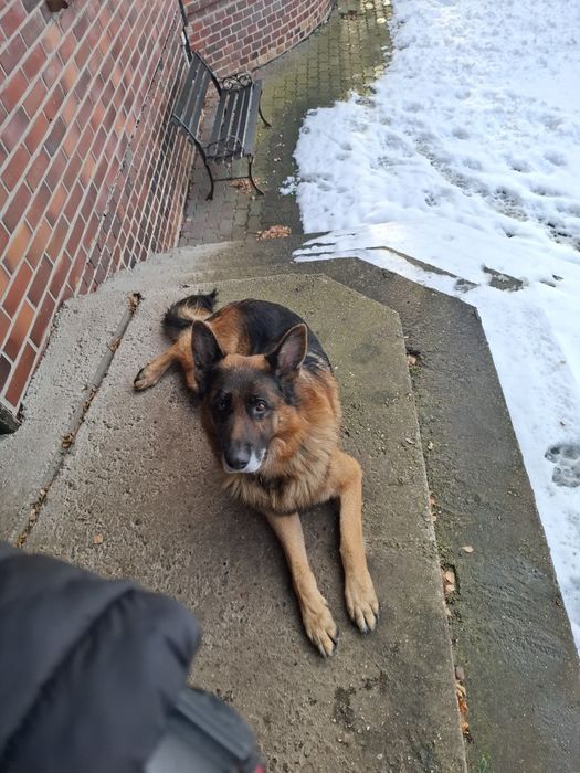 Dam Psa. W dobrych rękach.